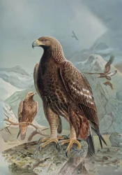 Grabado-Águila salvaje o leonada-Hembra adulta y joven