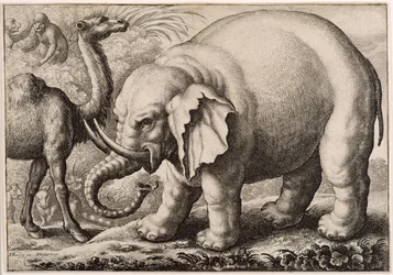 Un elefante y un camello, grabado por Wenceslaus Hollar (1607-77) 1663