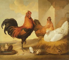Gallo doméstico, gallinas y polluelos, 1655