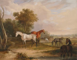 Caballos pastando: un semental gris pastando con yeguas en un prado