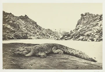 Cocodrilo en un banco de arena, 1857