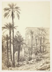 Grupo de palmeras