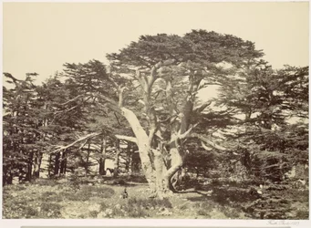 El mayor de los cedros, monte Líbano