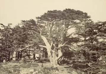 El Más Grande de los Cedros, Monte Líbano, 1857