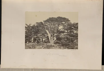 El mayor de los cedros, el Monte Líbano