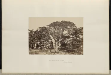 El mayor de los cedros, el Monte Líbano