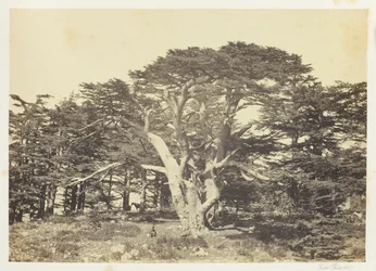 El mayor de los cedros, el Monte Líbano