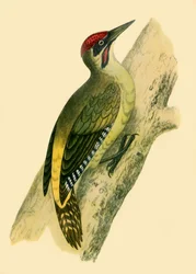 Pito real, 1852, 1942