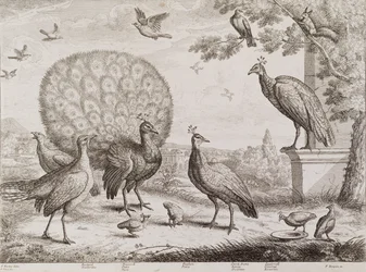 Grupo de aves con pavo real
