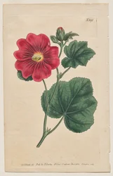 La Revista Botánica o el Jardín de Flores Mostrado: Lámina 892, Althaea Flexuosa. Seringapatam Una malvarrosa. [Althea rosa]