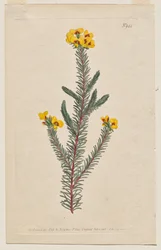 The Botanical Magazine o Flower Garden Mostrado: Placa 944, Dillwynia glaberrima. Dillwynnia de hojas lisas. [Dillwynia ericifolia gaberrima]