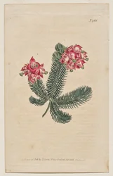 La revista botánica o el jardín de flores mostrado: lámina 966, Erica Elegans. Brezo elegante [Erica glauca]