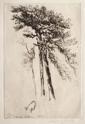 El último árbol