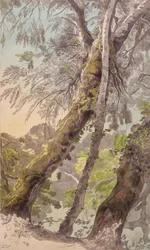 Árboles sobre el agua