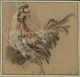 Estudio de un gallo