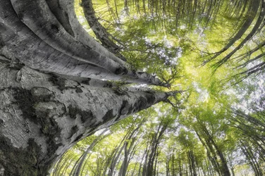 El majestuoso dosel forestal