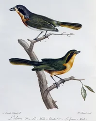Macho adulto y joven de Alcaudón Olivo (Telophorus olivaceus), grabado de Histoire Naturelle des Oiseaux d