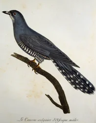Cuco africano (Cuculus gularis), grabado de Histoire Naturelle des Oiseaux d