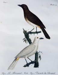 Bulbul de ojos rojos africano (Pycnonotus nigricans), grabado de Histoire Naturelle des Oiseaux d