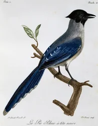 Urraca de alas azules (Cyanopica cyanus), grabado de Histoire Naturelle des Oiseaux d