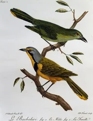 Bokmakierie Bushshrike (Telophorus zeylonus), grabado de Histoire Naturelle des Oiseaux d