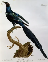 Estornino brillante de Burchell (Lamprotornis australis), grabado de Histoire Naturelle des Oiseaux d