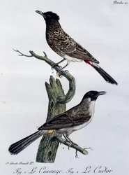 Bulbul del Cabo (Pycnonotus capensis) y, abajo, Bulbul de Jardín (Pycnonotus barbatus), grabado de Histoire Naturelle des Oiseaux d