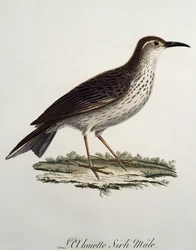Longbill macho del Cabo (Certhilauda curvirostris)