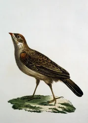 Cuculí Hembra, grabado de Histoire Naturelle des Oiseaux d