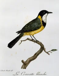 Silbador dorado (Pachycephala pectoralis), grabado de Histoire Naturelle des Oiseaux d