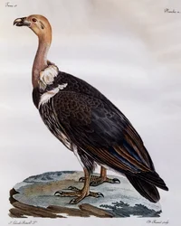 Buitre del Cabo inmaduro (Gyps coprotheres), grabado de Histoire Naturelle des Oiseaux d