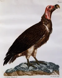 Buitre orejudo (Torgos tracheliotos), grabado de Histoire Naturelle des Oiseaux d