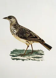 Alondra de pico grande (Galerida magnirostris), grabado de Histoire Naturelle des Oiseaux d