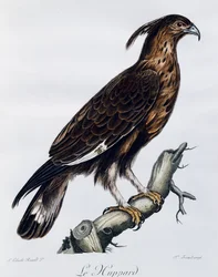 Águila crestada (Lophaetus occipitalis), grabado de Histoire Naturelle des Oiseaux d