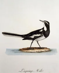 Lavandera africana macho (Motacilla aguimp), grabado de Histoire Naturelle des Oiseaux d