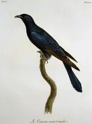 Cuco negro macho (Cuculus clamosus), grabado de Histoire Naturelle des Oiseaux d