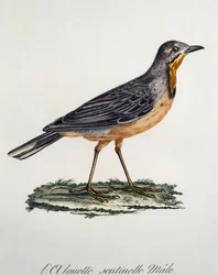 Longclaw macho del Cabo (Macronyx capensis)