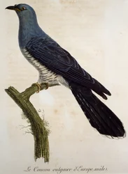 Macho de cuco euroasiático (Cuculus canorus), grabado de la Histoire Naturelle des Oiseaux d
