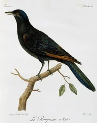 Estornino de alas rojas macho (Onychognathus morio), grabado de Histoire Naturelle des Oiseaux d