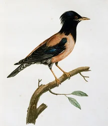 Macho Estornino Rosado (Sturnus roseus), grabado de Histoire Naturelle des Oiseaux d
