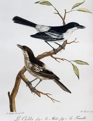 Macho y hembra de Puffback de espalda negra (Dryoscopus cubla), grabado de Histoire Naturelle des Oiseaux d