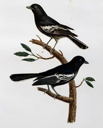 Macho y hembra de Carbonero negro (Parus niger), grabado de Histoire Naturelle des Oiseaux d