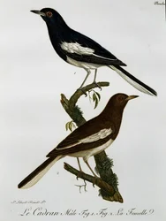 Macho y hembra de la urraca oriental (Copsychus saularis), grabado de Histoire Naturelle des Oiseaux d