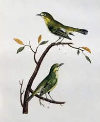 Macho y hembra de Ojo Blanco Pálido (Zosterops pallidus), grabado de Histoire Naturelle des Oiseaux d