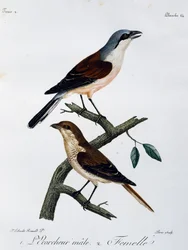 Macho y hembra de Alcaudón dorsirrojo (Lanius collurio), grabado de Histoire Naturelle des Oiseaux d