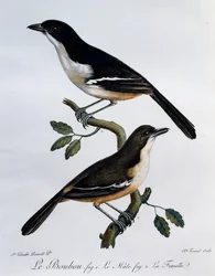 Macho y hembra de Boubou del sur (Laniarius ferrugineus), grabado de Histoire Naturelle des Oiseaux d