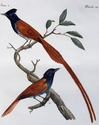 Macho y hembra de Papamoscas moteado (Muscicapa striata), grabado de Histoire Naturelle des Oiseaux d