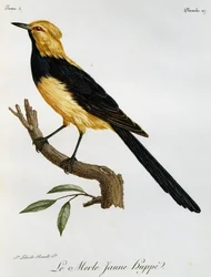 Merle Jaune Huppe, grabado de Histoire Naturelle des Oiseaux d