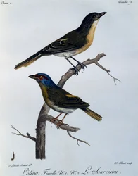 Olive Bushshrike (Telophorus olivaceus), grabado de Histoire Naturelle des Oiseaux d