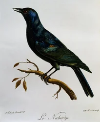 Estornino de alas pálidas (Onychognathus nabouroup), grabado de Histoire Naturelle des Oiseaux d